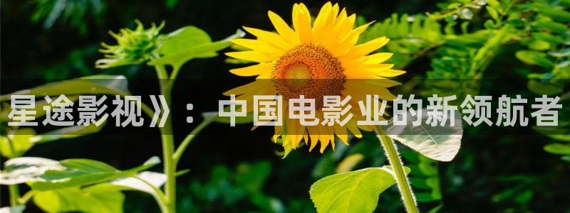 神马不卡午夜在线观看
