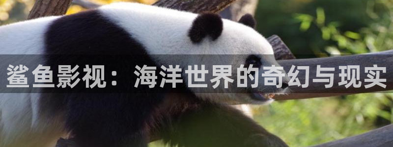 秋霞午夜电影