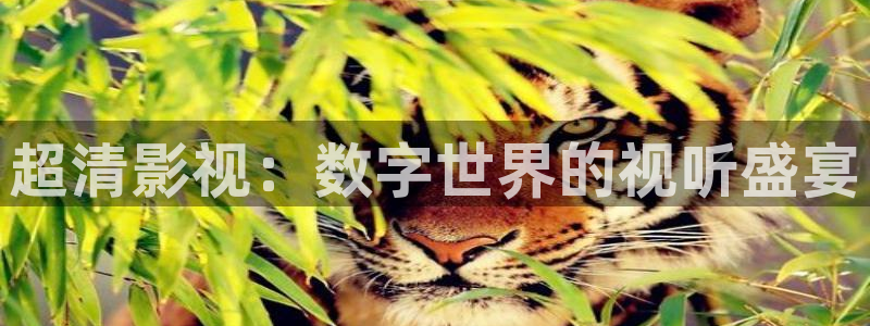 欧美成年人午夜影院