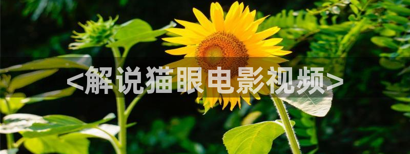 午夜在线免费观看